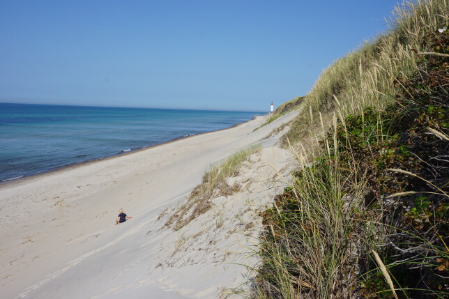 Höga sanddyner på Anholt. 